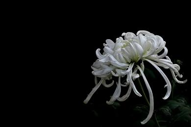 �������ʹ�����ػݷ�Ůʿ��